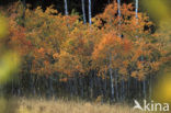 Amerikaanse ratelpopulier (Populus tremuloides)