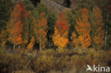 Amerikaanse ratelpopulier (Populus tremuloides)