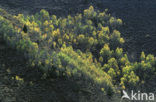 Amerikaanse ratelpopulier (Populus tremuloides)