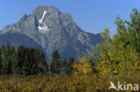 Quaking aspen (Populus tremuloides)