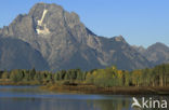 Quaking aspen (Populus tremuloides)