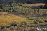Quaking aspen (Populus tremuloides)