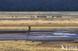 Bizon (Bison bison) 