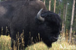 Bizon (Bison bison) 