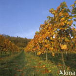 Grape-vine