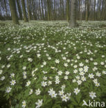 Bosanemoon (Anemone nemorosa)