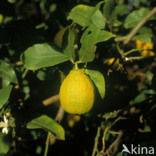 Lemon (Citrus limon)