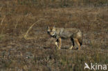 Coyote (Canis latrans)