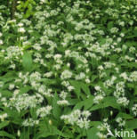 Daslook (Allium ursinum)