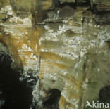 Black-legged Kittiwake (Rissa tridactyla)