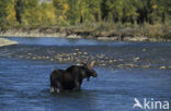 Elk (Alces alces)