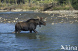 Elk (Alces alces)