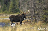 Elk (Alces alces)