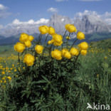 European Globeflower (Trollius europaeus)