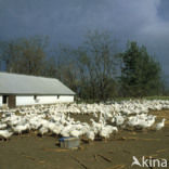 Goose (Anser spec.)