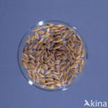 Six-row Barley (Hordeum vulgare)