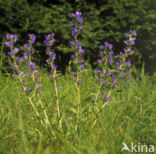 Gewoon Slangenkruid (Echium vulgare)