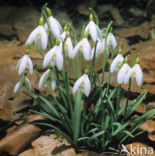 Common Snowdrop (Galanthus nivalis)