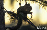 Grijze eekhoorn (Sciurus carolinensis)