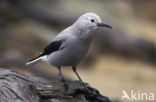 Clark’s nutcracker (Nucifraga columbiana)