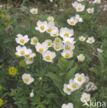 Grote anemoon (Anemone sylvestris)