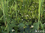 Grote lisdodde (Typha latifolia)