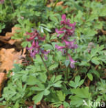 Hollow-root (Corydalis cava)