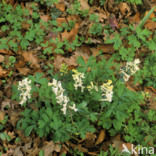 Hollow-root (Corydalis cava)