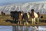 Icelandic Pony (Equus spp)