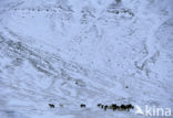 Icelandic Pony (Equus spp)