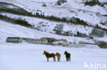 Icelandic Pony (Equus spp)