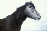 Icelandic Pony (Equus spp)