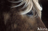 Icelandic Pony (Equus spp)