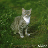 Cat (Felis domesticus