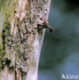 Kleine Bonte Specht (Picoides minor)