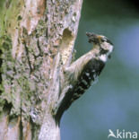 Kleine Bonte Specht (Picoides minor)