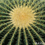 Kogelcactus (Echinocactus grusonii) 