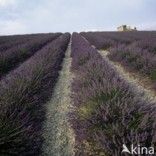 Lavendel (Lavandula spec.)