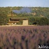 lavender (Lavandula spec.)
