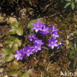 Round-lobed Hepatica (Hepatica nobilis)