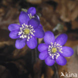 Round-lobed Hepatica (Hepatica nobilis)