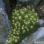 Muskussteenbreek (Saxifraga moschata)