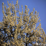 Pear (Pyrus spec.)