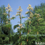 Rhubarb (Rheum palmatum)