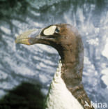 Great Auk (Pinguinus impennis) 