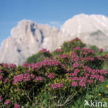 Rusty-leaved Alpenrose (Rhododendron ferrugineum)