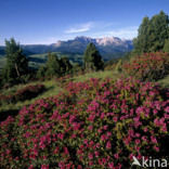 Rusty-leaved Alpenrose (Rhododendron ferrugineum)