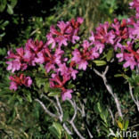 Rusty-leaved Alpenrose (Rhododendron ferrugineum)