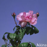 Rose (Rosa)