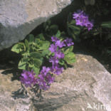 Sleutelbloem (Primula marginata)